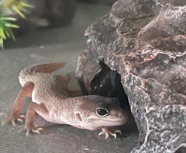 31+ leopard gecko morph calculator LeaneFingal