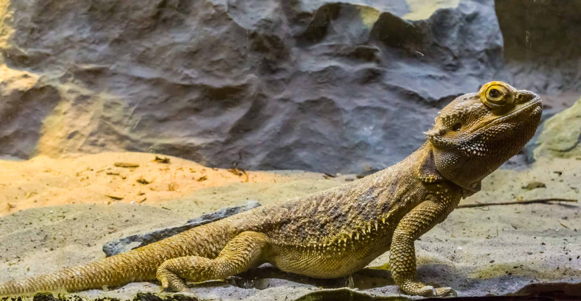 The Bizarre Bearded Dragon You Need to Know About [Full Version]