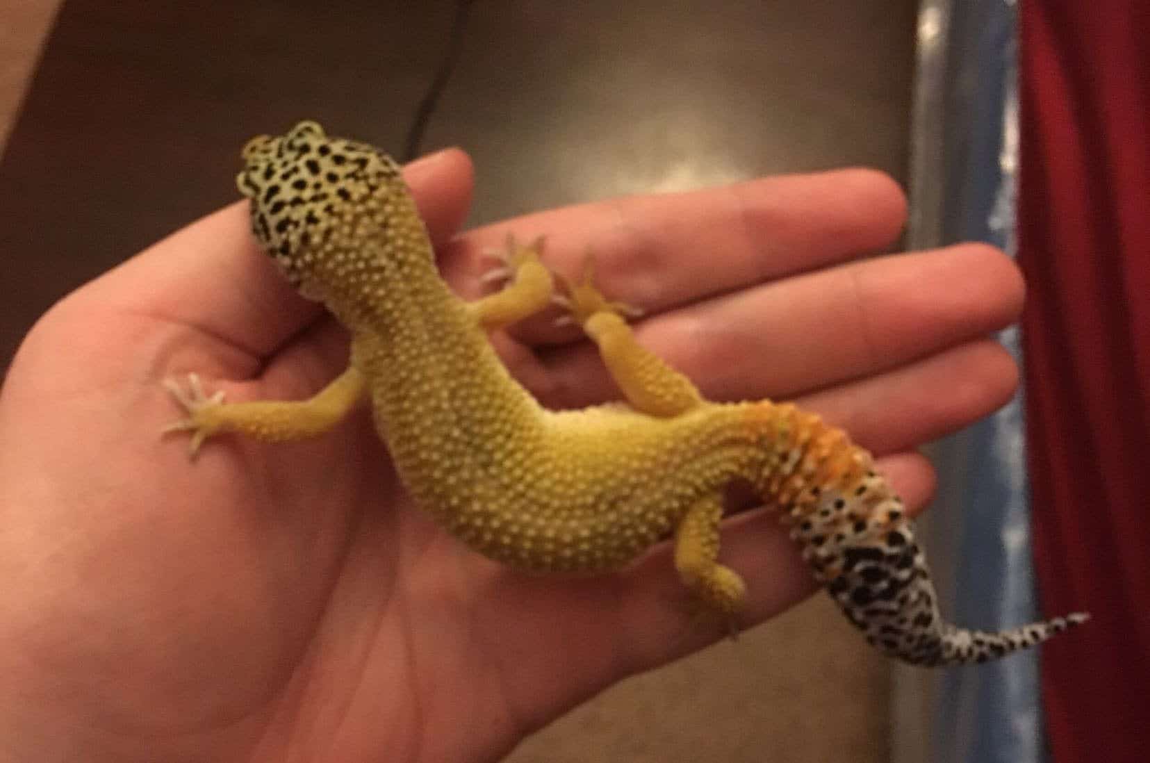 Leopard Gecko Morphs [the Ultimate Guide] Reptile.Guide