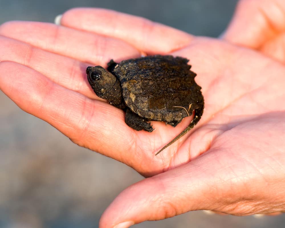 Baby Snapping Turtle Care Sheet and Species Profile