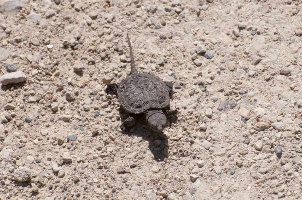 Baby Snapping Turtle Care Sheet and Species Profile