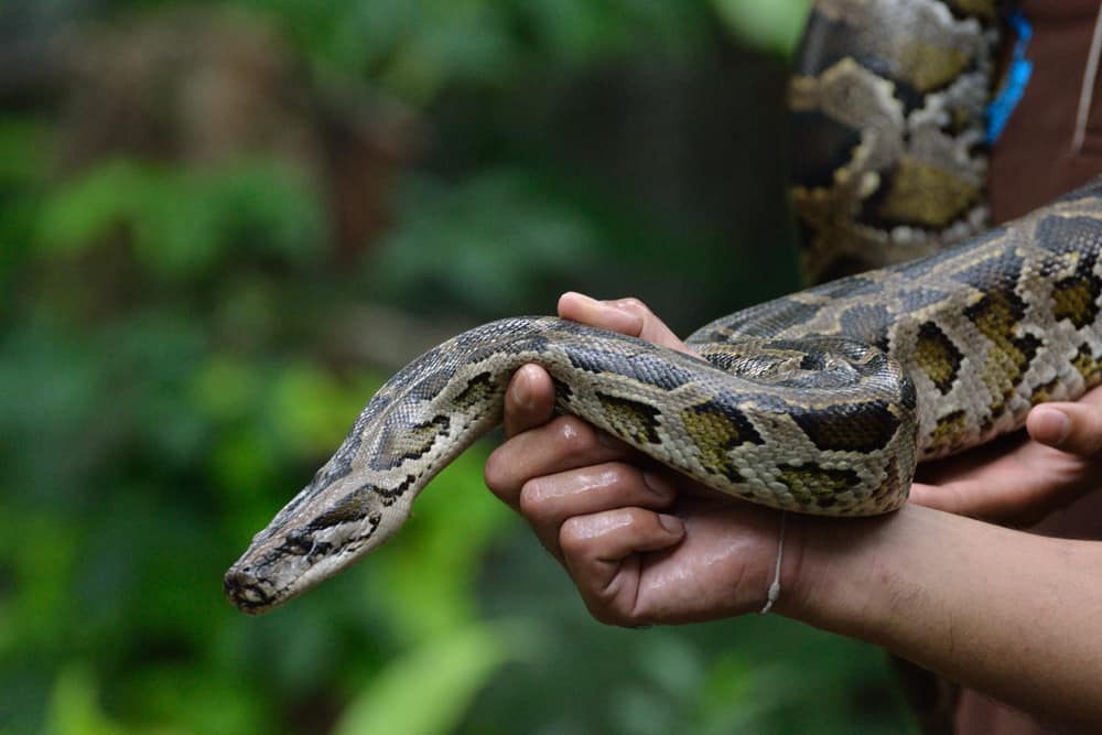 How Long Do Snakes Live For? Snake Lifespan Explained