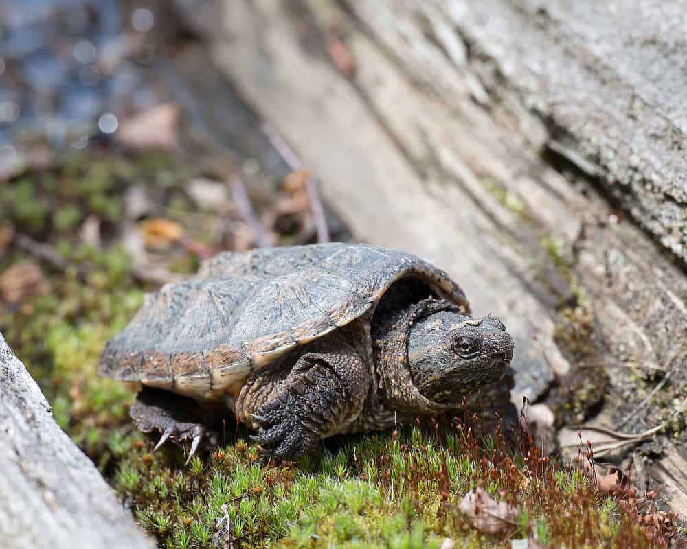 Baby Snapping Turtle Care Sheet and Species Profile