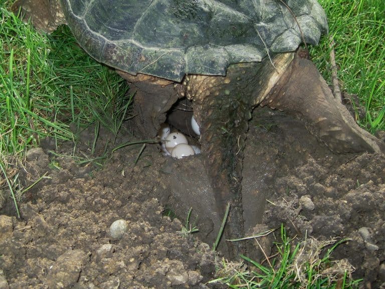 Snapping Turtle Eggs Everything You Need to Know