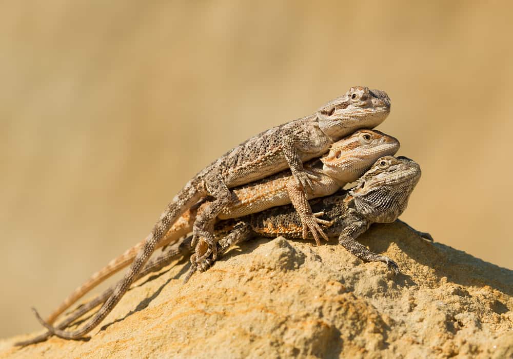 Bearded Dragon Adenovirus / Atadenovirus Symptoms and Treatment