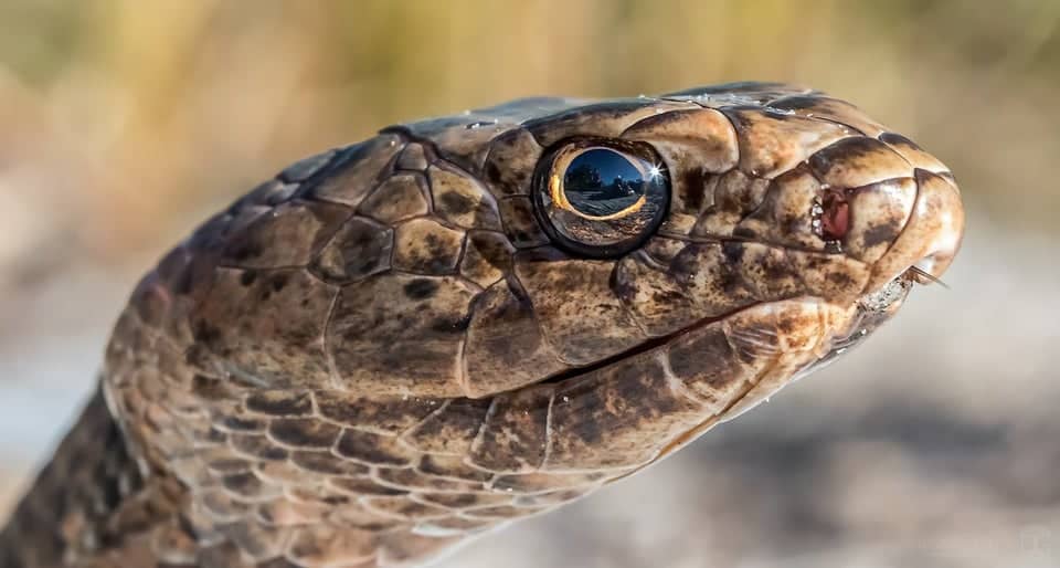 Coachwhip Snake Complete Info & Care Guide (With FAQs)