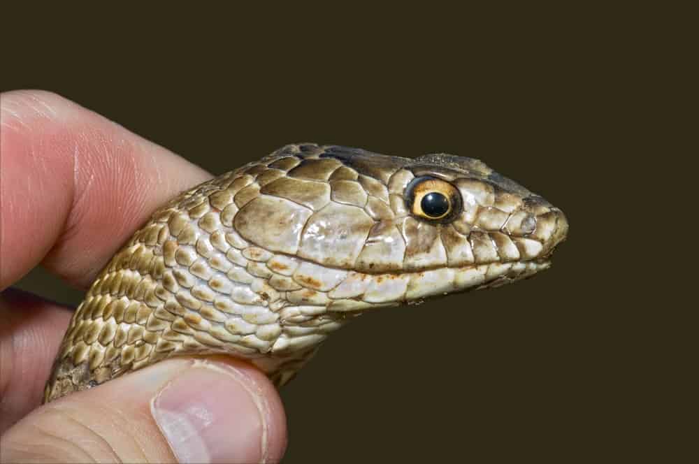 Coachwhip Snake Complete Info & Care Guide (With FAQs)