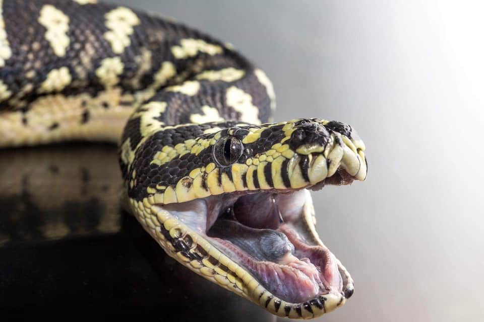 Spider Ball Python The Ultimate Owner's Guide (Must Read)