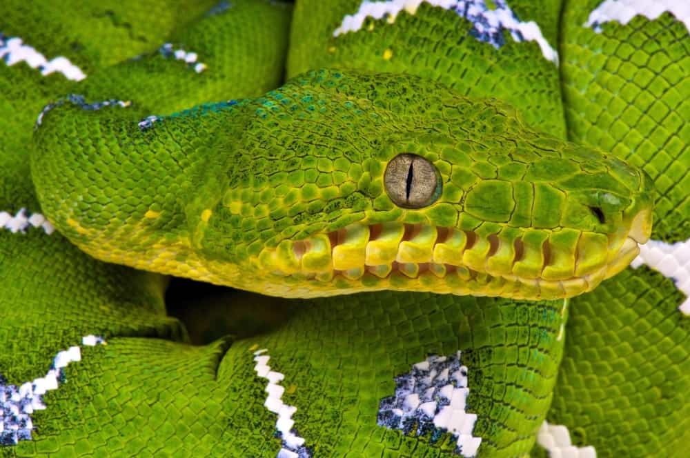 Emerald Tree Boa Complete Owner's Care Guide (With Pics)