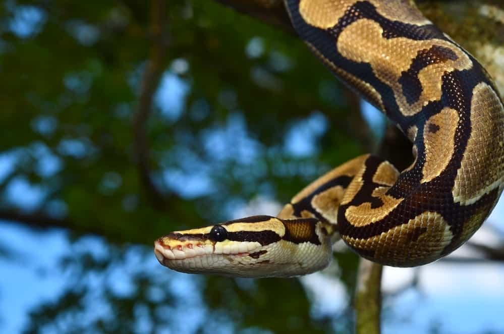 39 Ball Python Facts Weird & Fascinating Truths (Revealed)