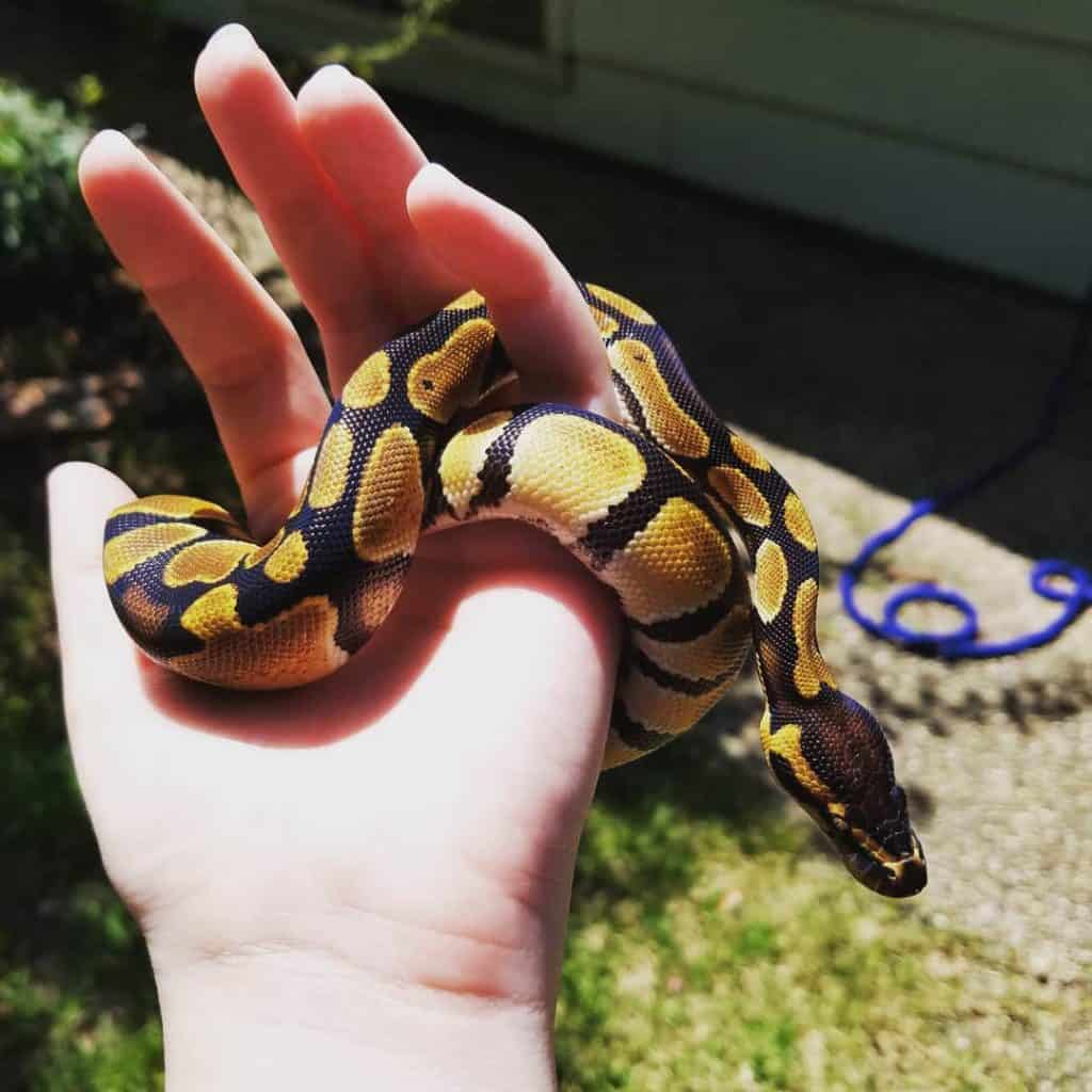 Orange Dream Ball Python Morph Guide (Key Info & FAQs)