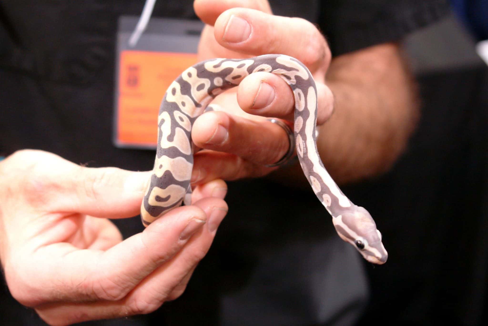 11 US Ball Python Breeders You Can Trust & inStore)
