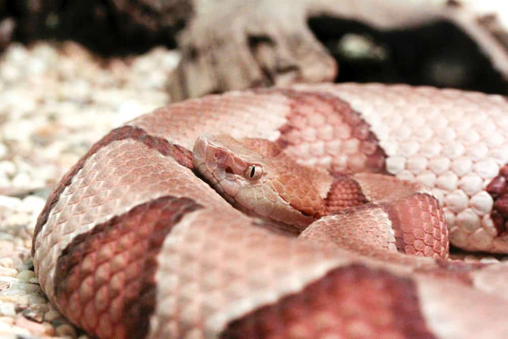 Arkansas Snakes The Best Guide to Identifying Every Species