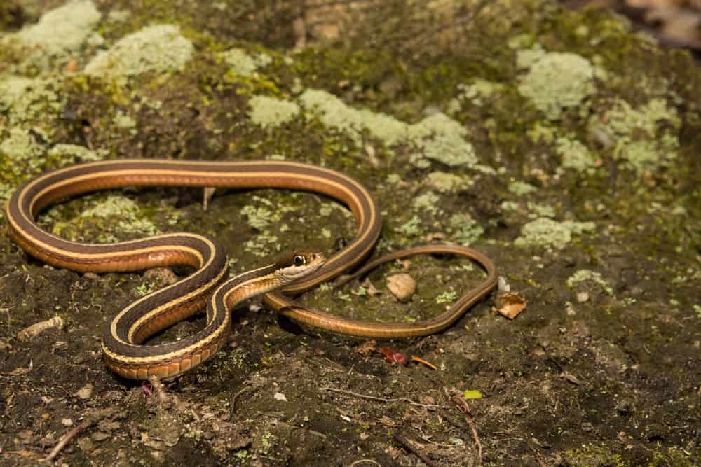 North Carolina Snakes Identification Guide (+ Pics & FAQs!)