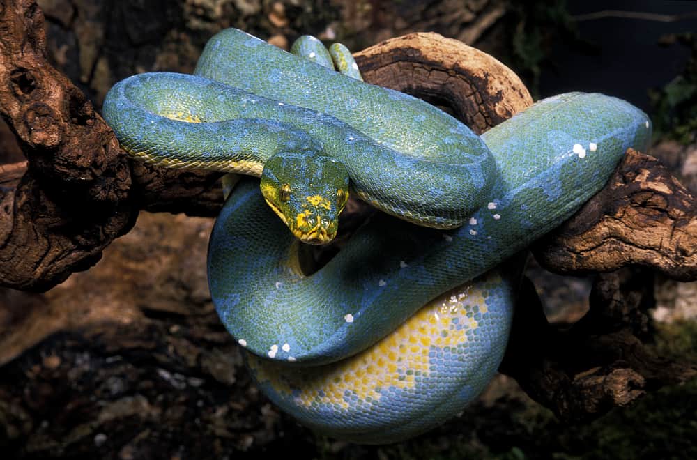 Green Tree Python Owner's Guide Best Practices for Keepers!
