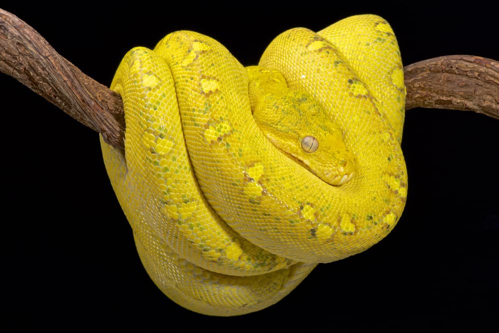 Green Tree Python Owner's Guide Best Practices for Keepers!