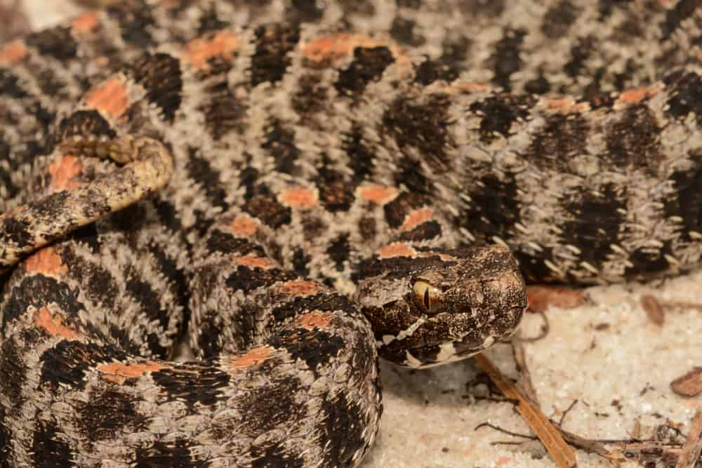 North Carolina Snakes Identification Guide (+ Pics & FAQs!)