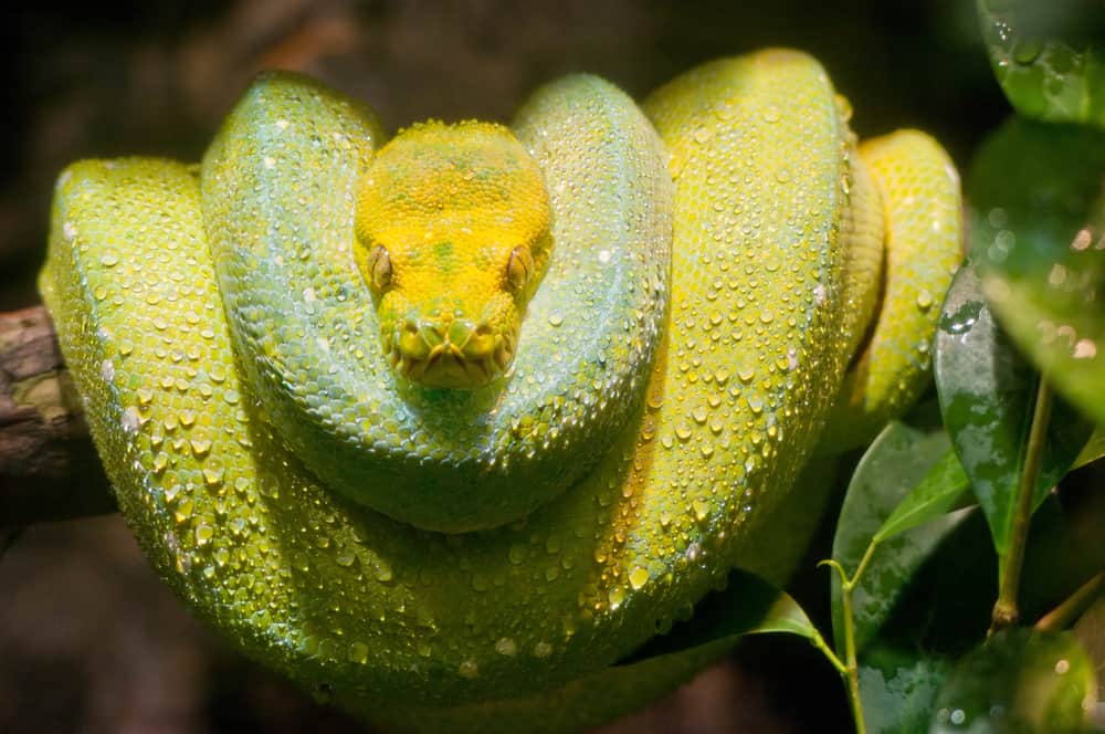 Green Tree Python Owner's Guide Best Practices for Keepers!
