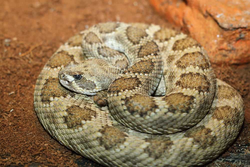 Colorado Snakes Identification Guide Profiles, Pics, & Tips