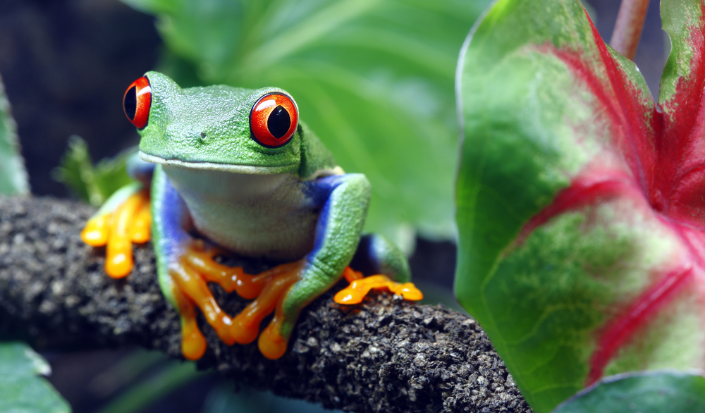 RedEyed Tree Frog Species Guide All MustKnow Facts & Pics