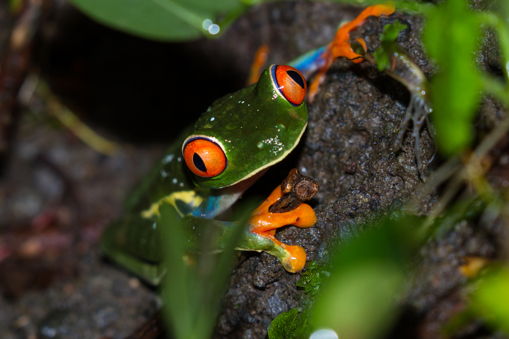 RedEyed Tree Frog Species Guide All MustKnow Facts & Pics