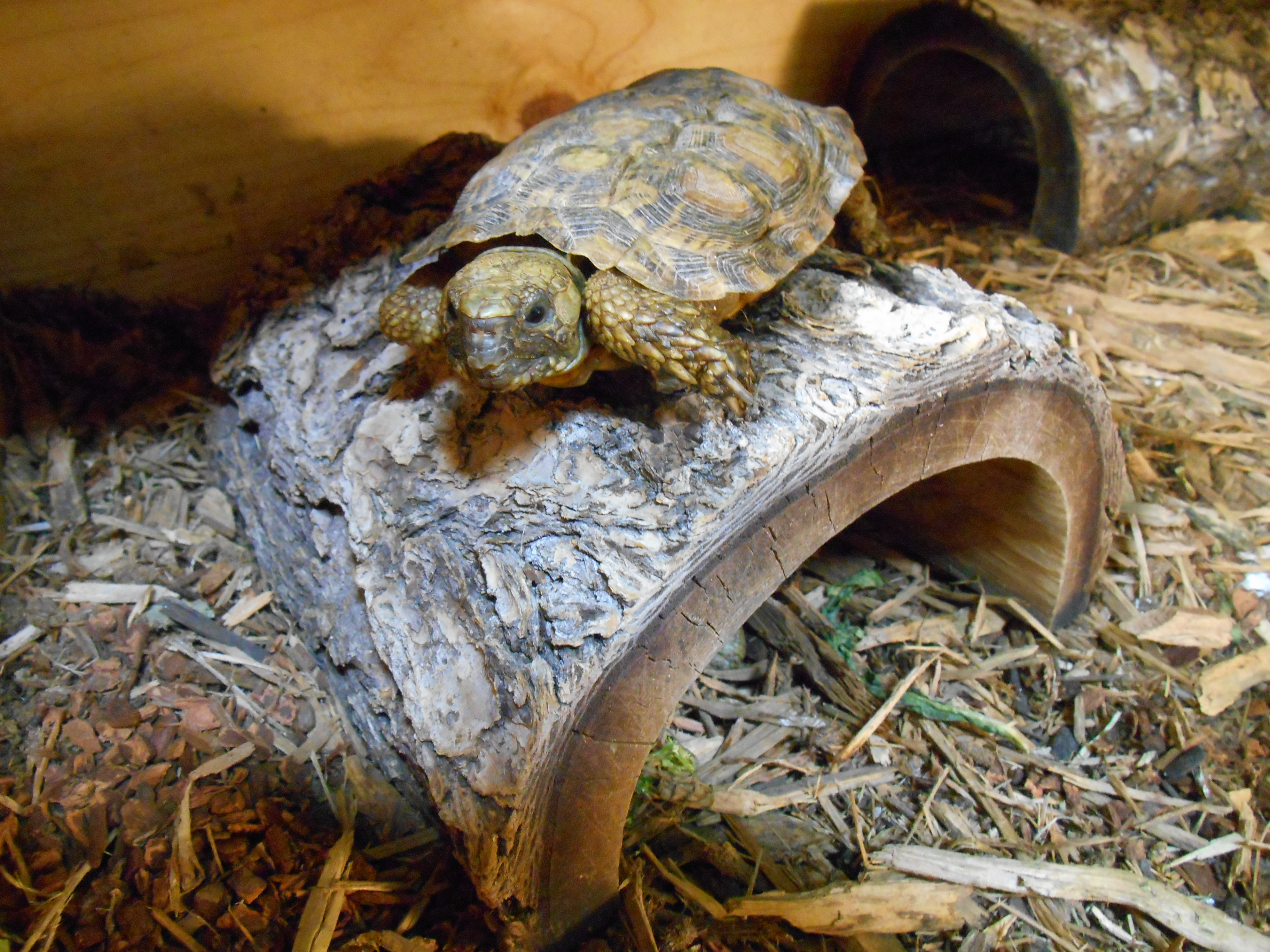 Pancake-Tortoise-on-Hide.jpeg