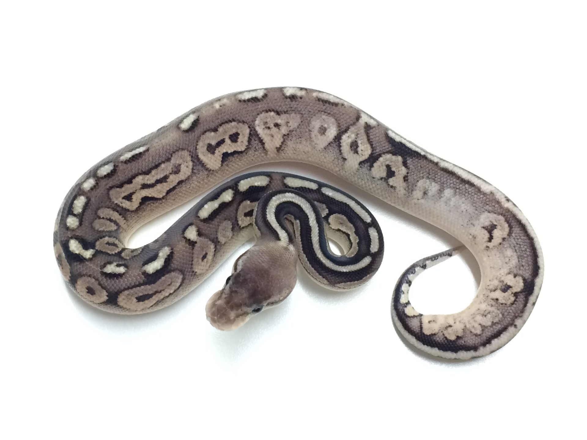 Pewter ball python