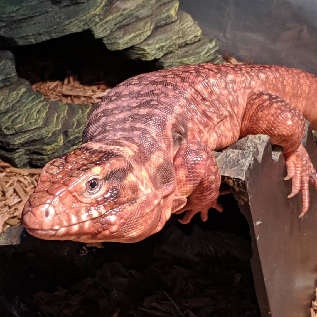 Red tegu Red tegu lizard Red tegu lizard for sale