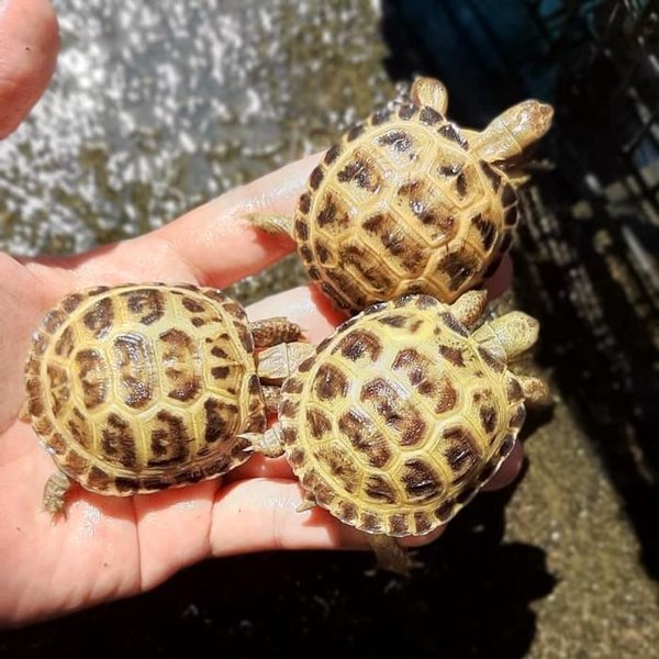 Russian tortoise for sale Reptile Bonanza