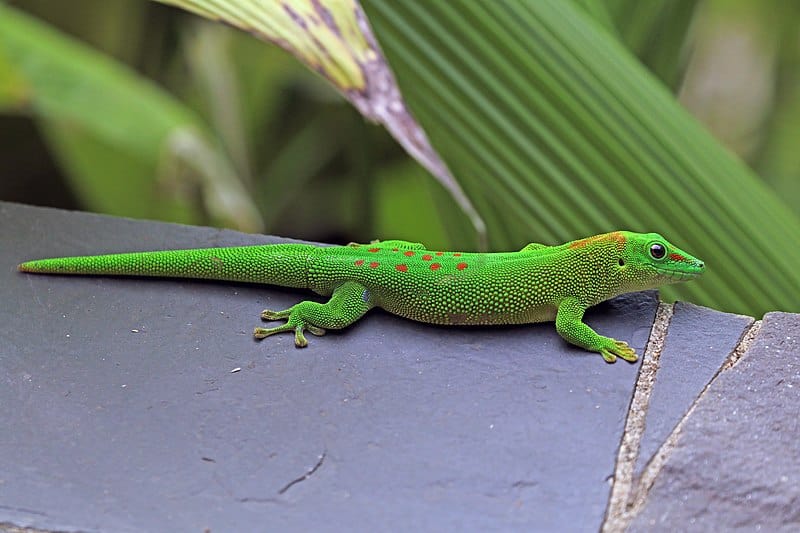 Giant Day Gecko A Beginner’s Guide