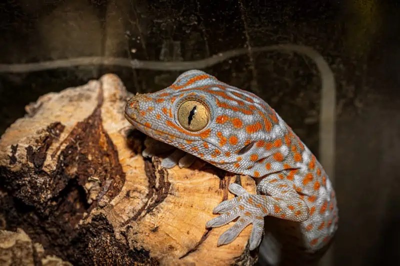 Tokay Gecko's Sleep Guide From Understanding to Supporting their Rest