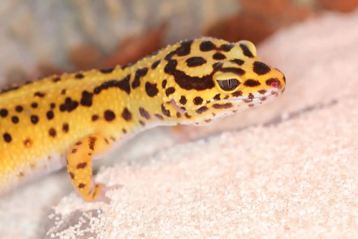 The Life Journey of Leopard Geckos: From Hatchling to Old Age