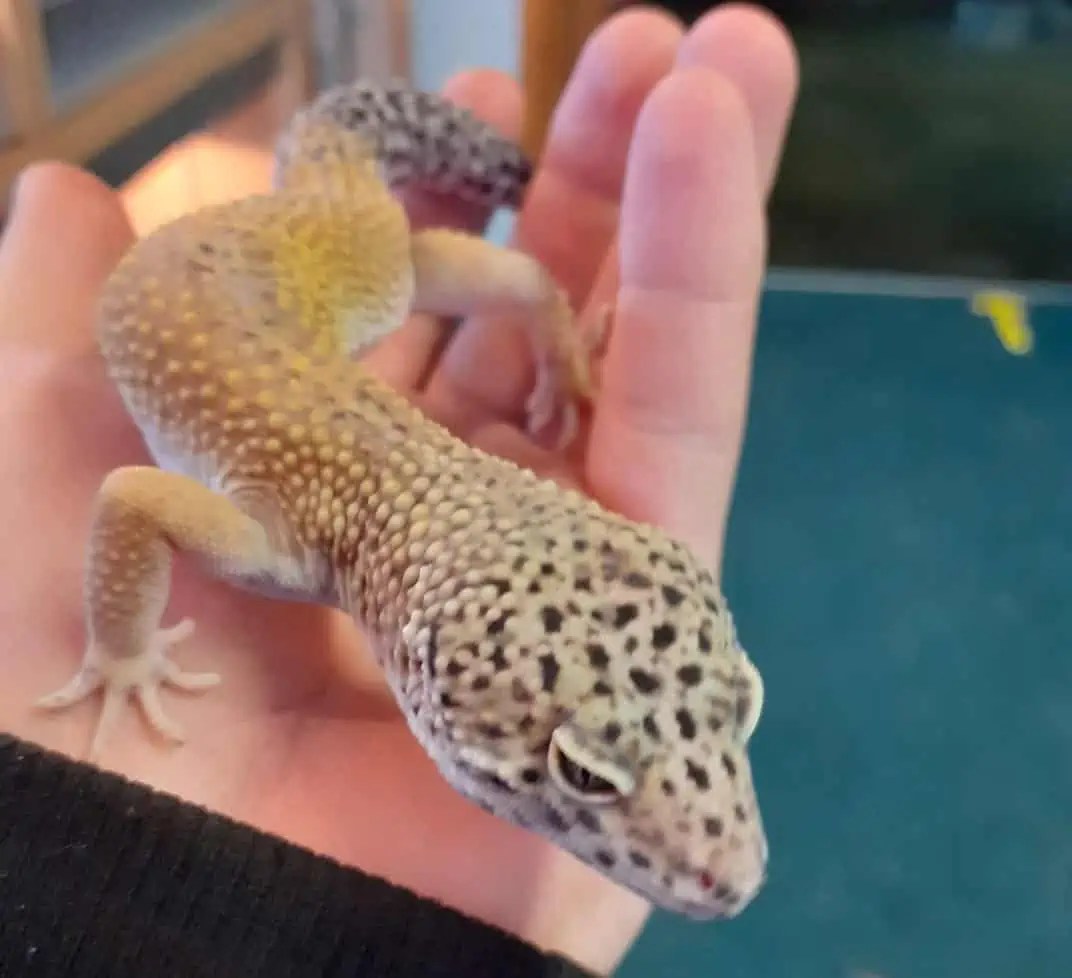 Leopard Gecko Handling 101 Creating a Positive Experience