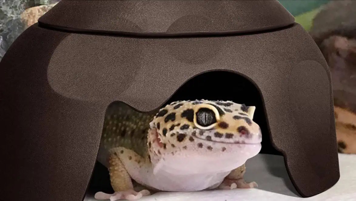 Do Leopard Geckos Like To Be Sprayed With Water? Is Misting OK
