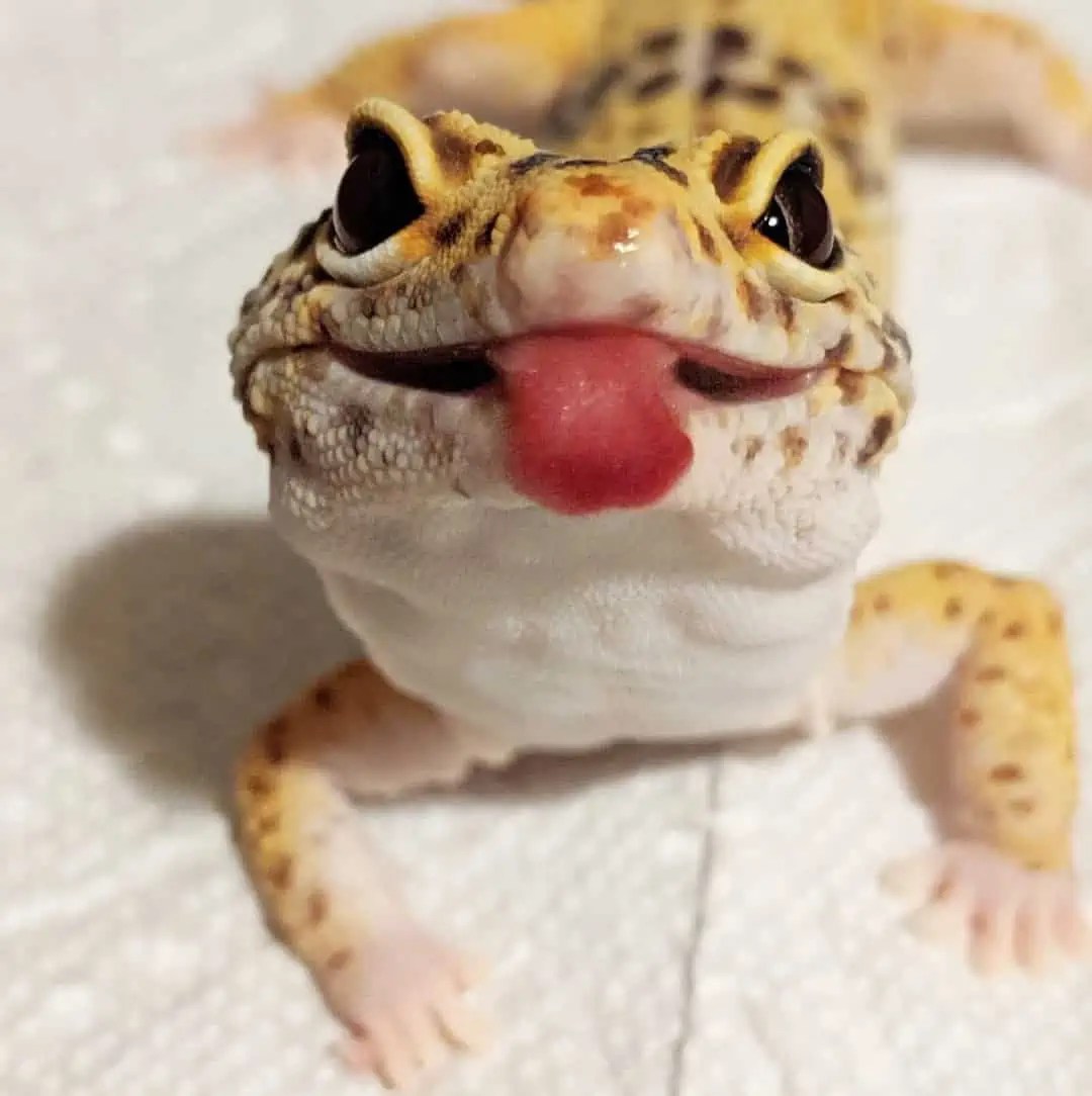 What Does it Mean When a Leopard Gecko Licks You? Affection