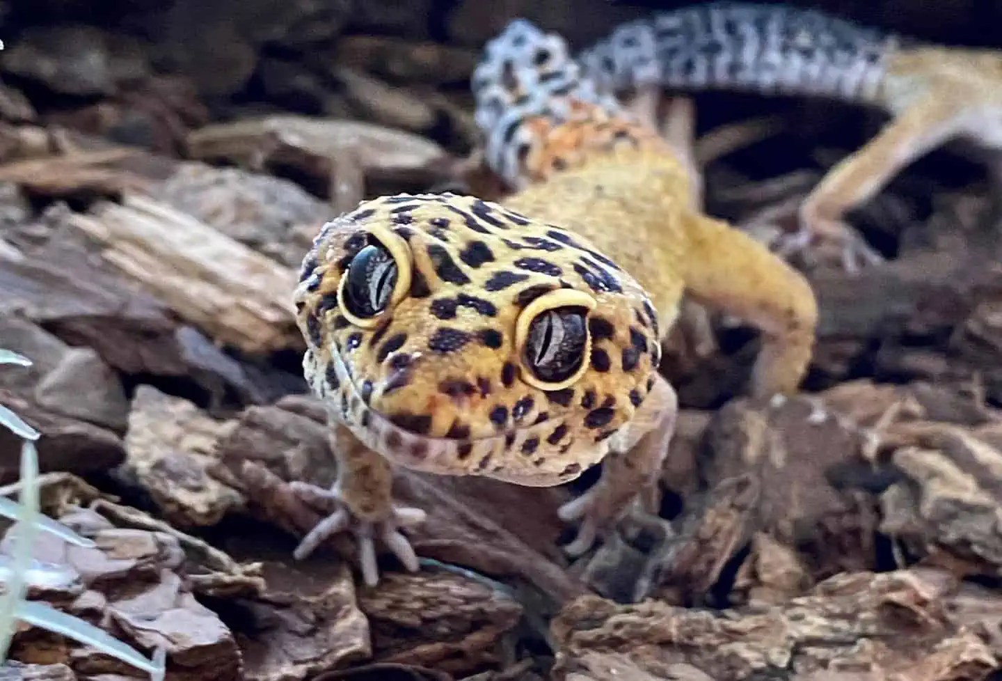 What Does It Mean When a Leopard Gecko Smiles? The Illusion Explained
