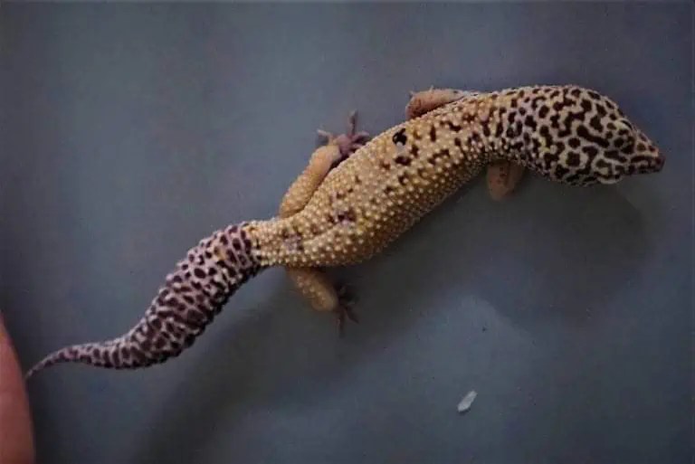 Leopard Gecko Tail Wagging What Does It Mean?