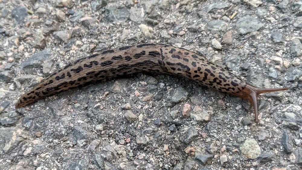 Can Leopard Geckos Eat Slugs and Snails? Benefits vs. Risks