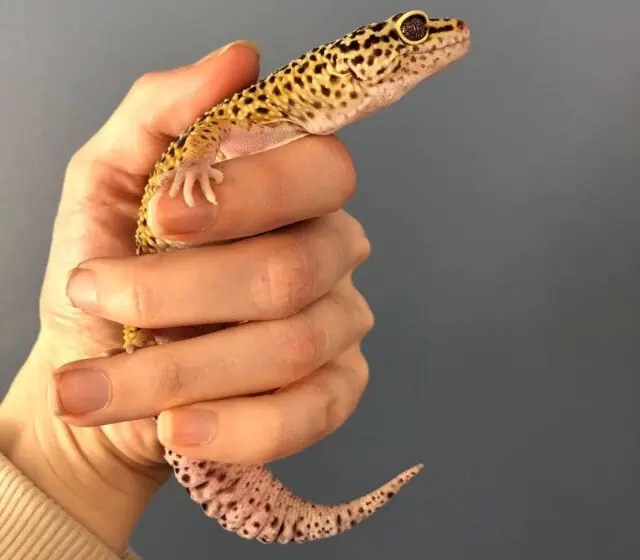 Why Do Leopard Geckos Squeak? 7 Possible Reasons Explained