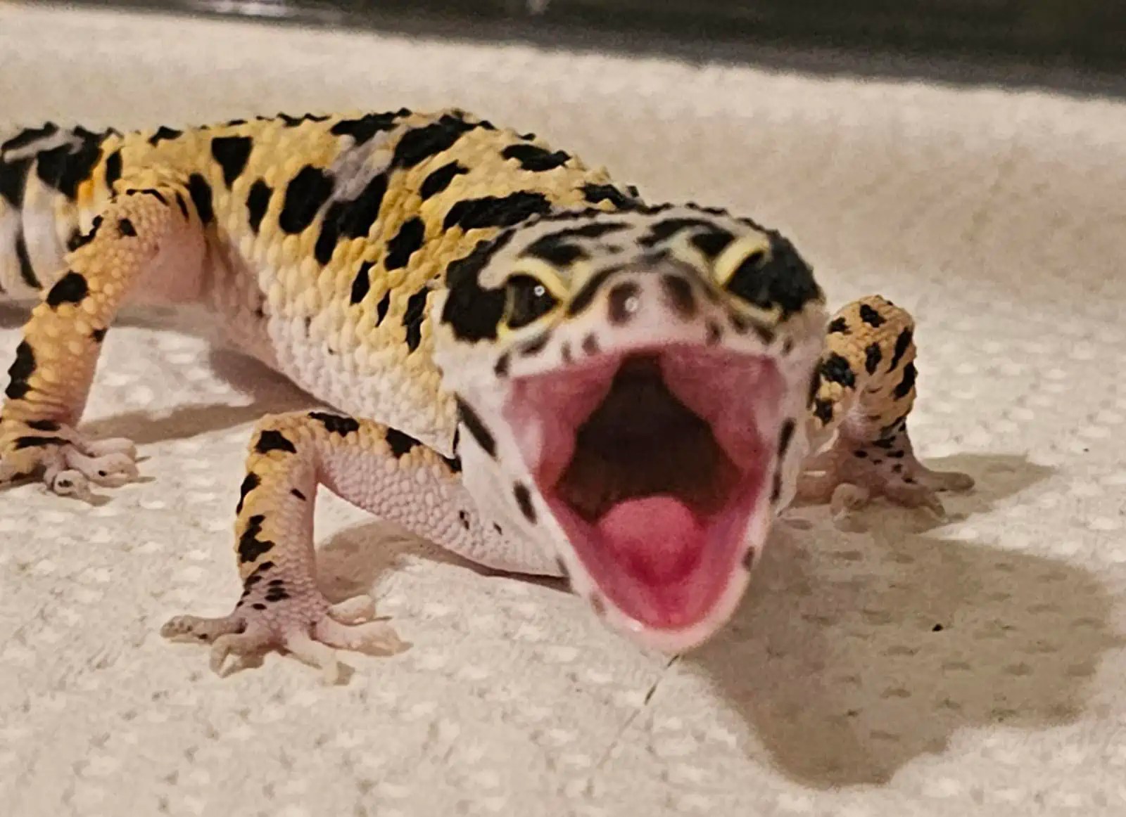 Why Do Leopard Geckos Scream? 9 Possible Reasons Explained