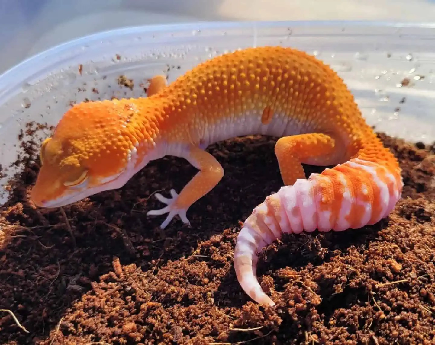 Sunglow Leopard Gecko Morph Your Ultimate Guide