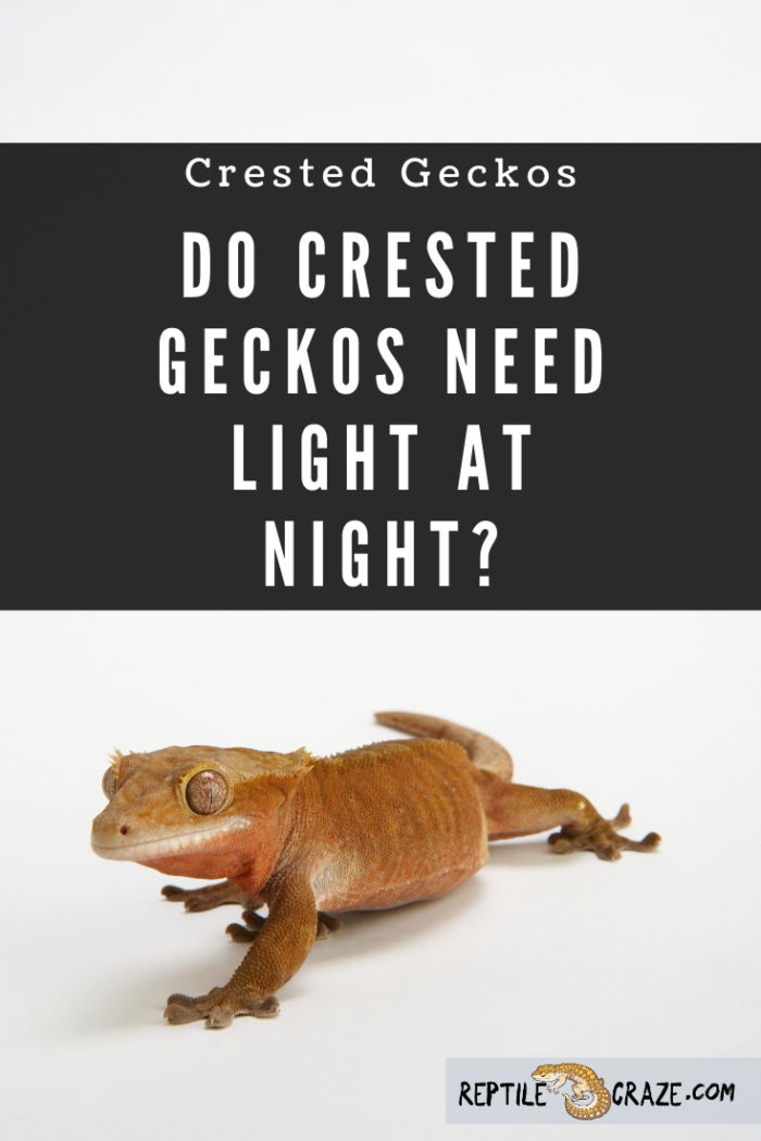 Why Crested Geckos Do Not Need Light At Night Reptile Craze