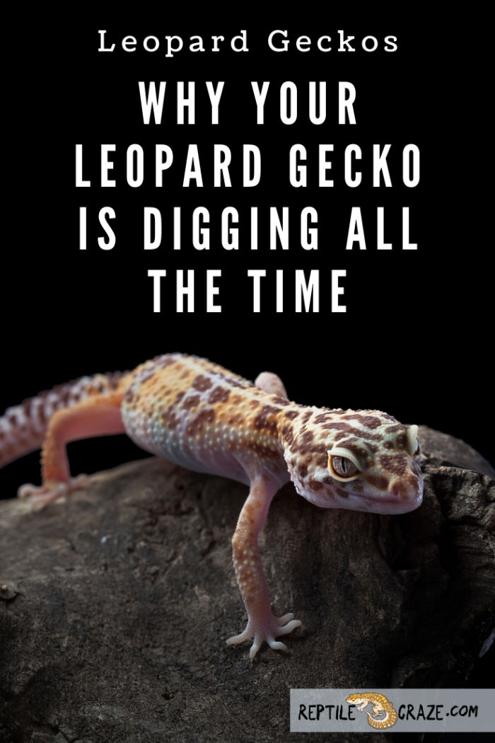 Why Your Leopard Gecko Is Digging Reptile Craze