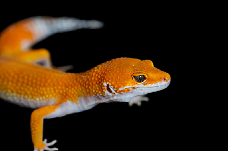 Why Leopard Geckos Don’t Need Red Light At Night Reptile Craze