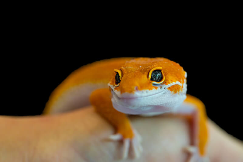 What Human Foods Can Leopard Geckos Eat? Reptile Craze