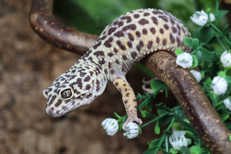 How Long Can Leopard Geckos Go Without Heat? Reptile Craze