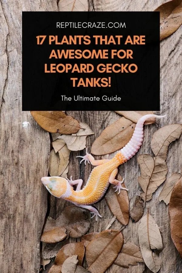 17 Plants That Are Awesome For Leopard Gecko Tanks Reptile Craze