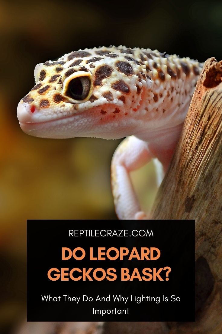 Do Leopard Geckos Bask? Not Really! Reptile Craze