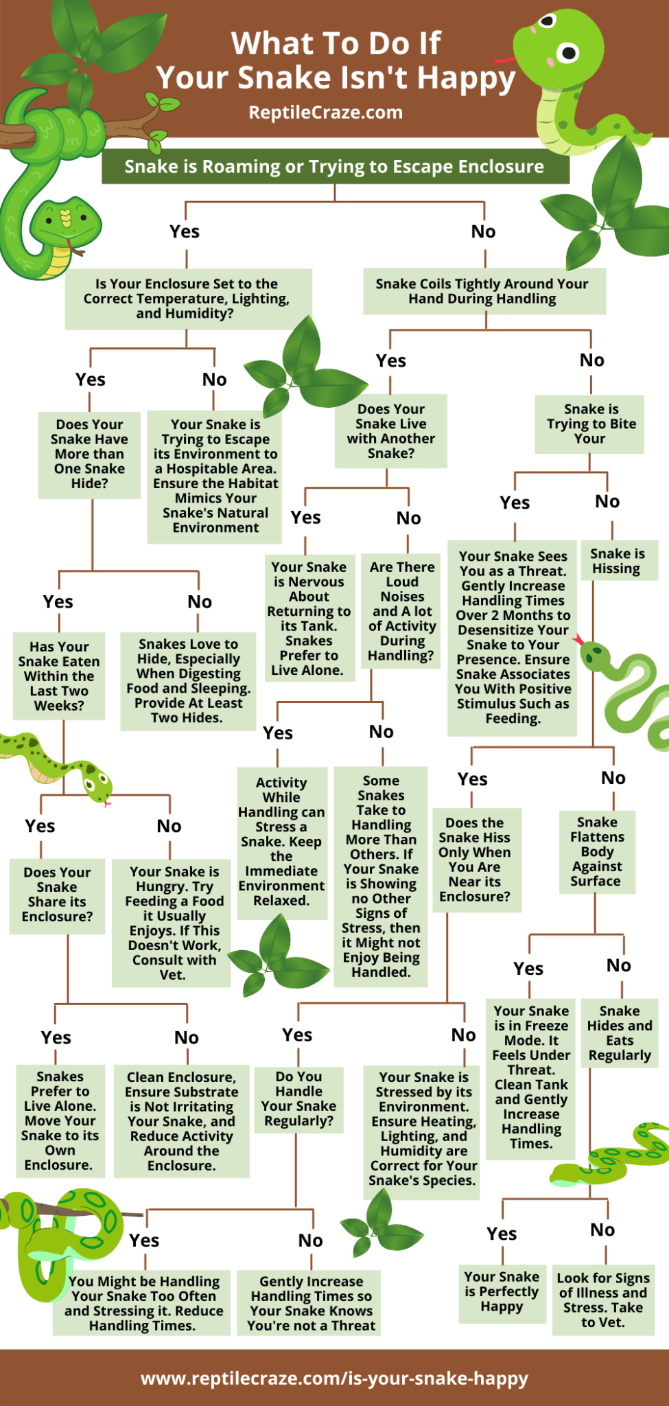 10 Signs That Show That Your Snake is Happy! Reptile Craze