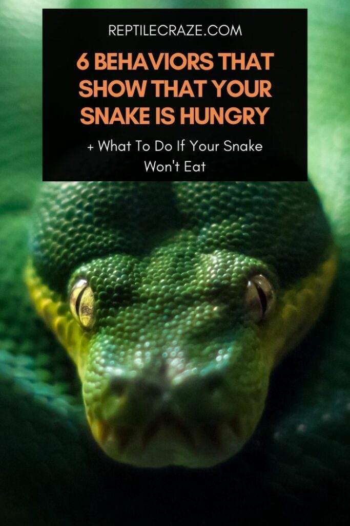 How To Tell That Your Snake Is Hungry Reptile Craze